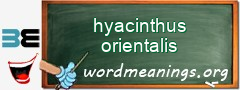 WordMeaning blackboard for hyacinthus orientalis